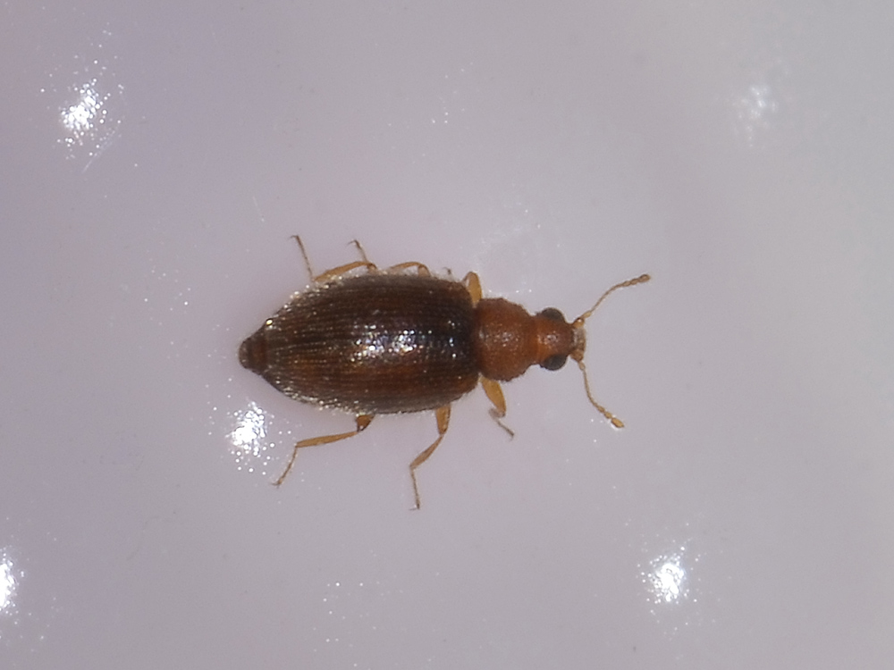 Latridiidae? Sì, Melanophthalma cfr. distinguenda